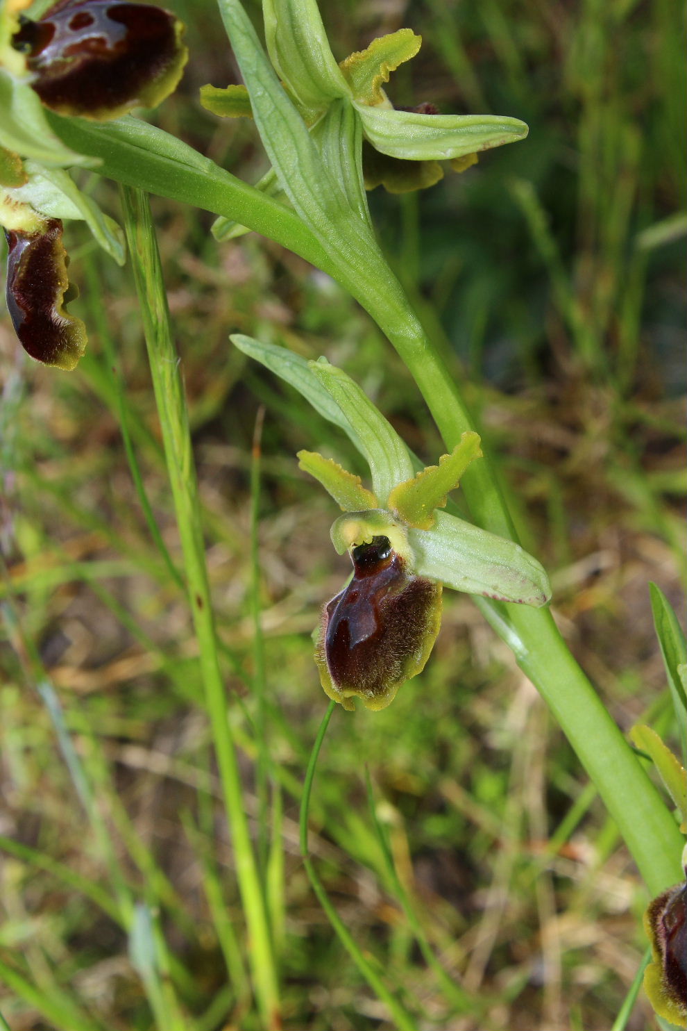 Ophrys da determinare ??